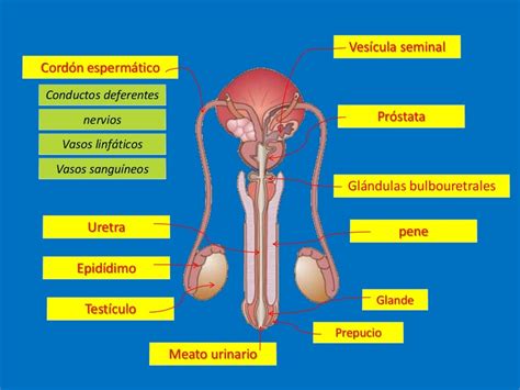 Órganos reproductores masculinos: Anatomía y función 